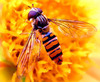 Honey bee 8